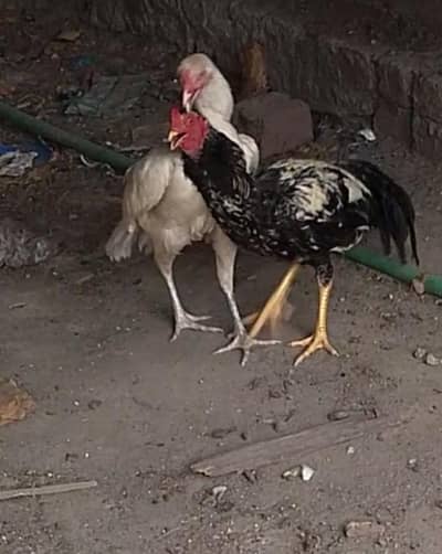 Aseel hen