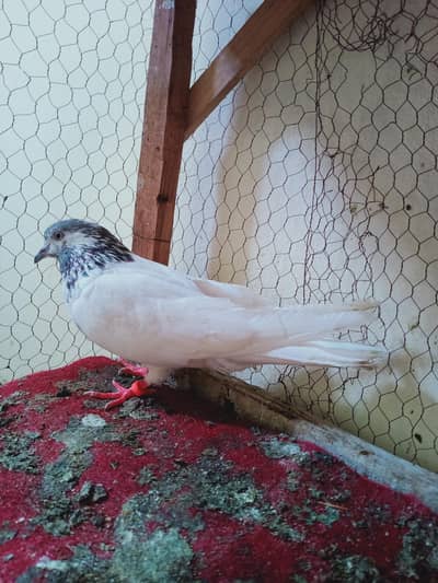 pegion total 10 piece contact 03405965839