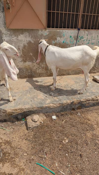 gulabi Bakra bakri hay