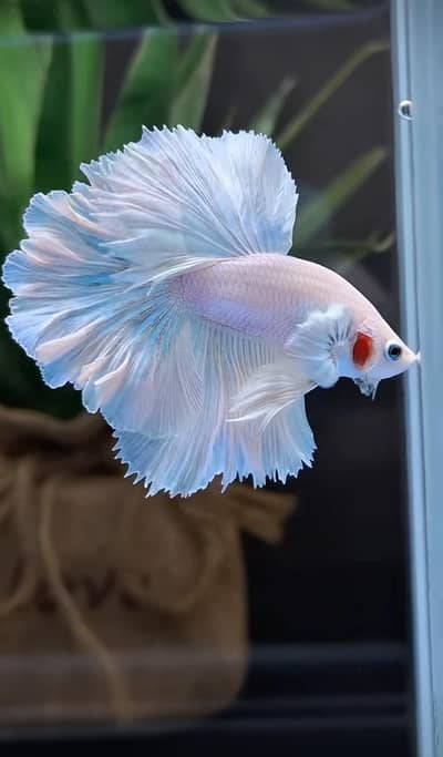 Fish and aquarium munseeb price 03268301979