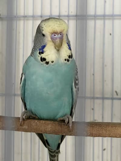 Exhibition pathay jumbo size available