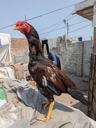 high quality mianwali aseel patha jis in multan