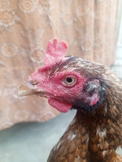 high quality aseel for sale 03282008800