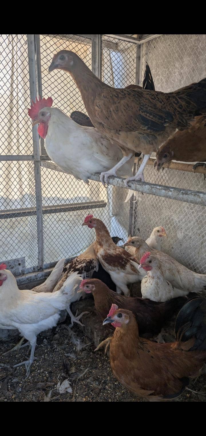 Rooster  0