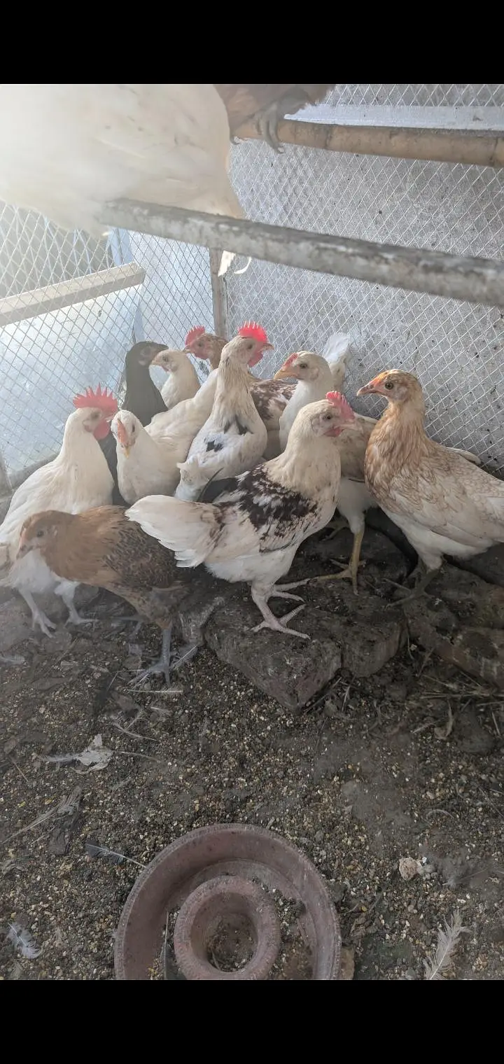 Rooster — photo 2
