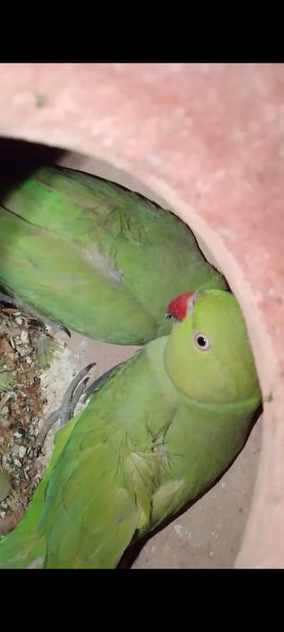 Green Ringneck Parrot