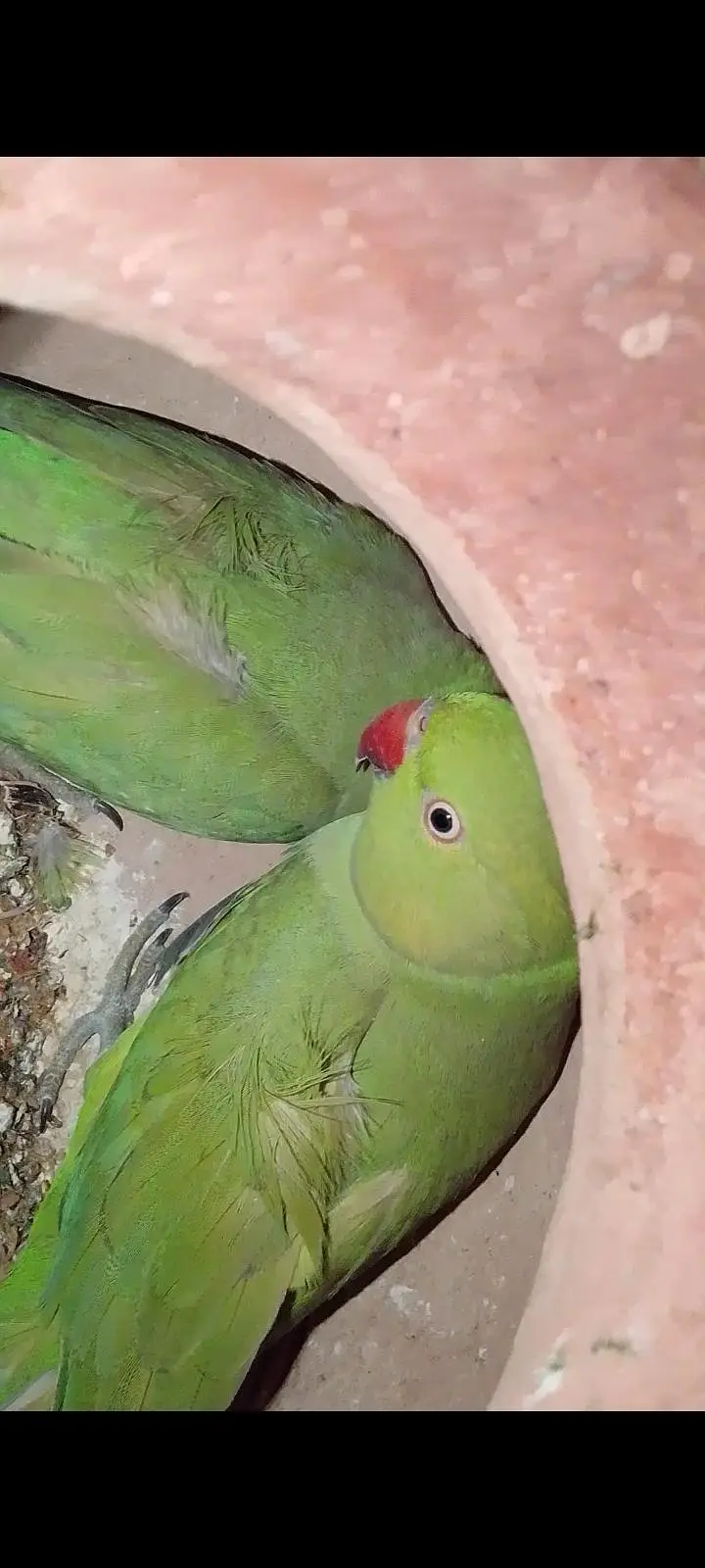 Green Ringneck Parrot — photo 3