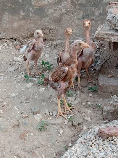 chiks