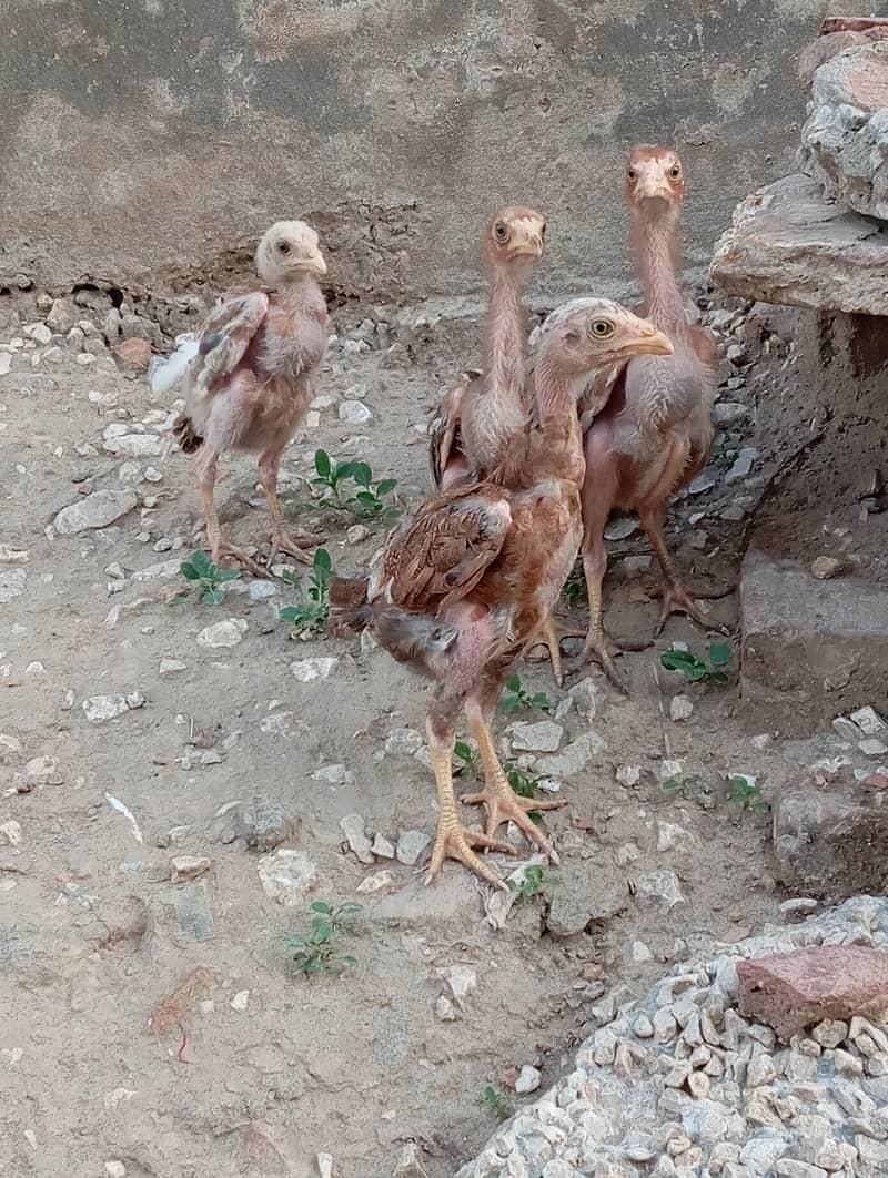 chiks 0