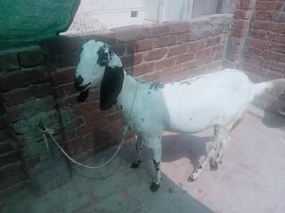 Desi Bakri