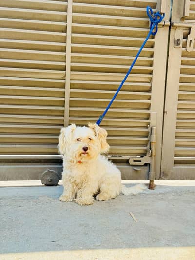 Sidzo Female