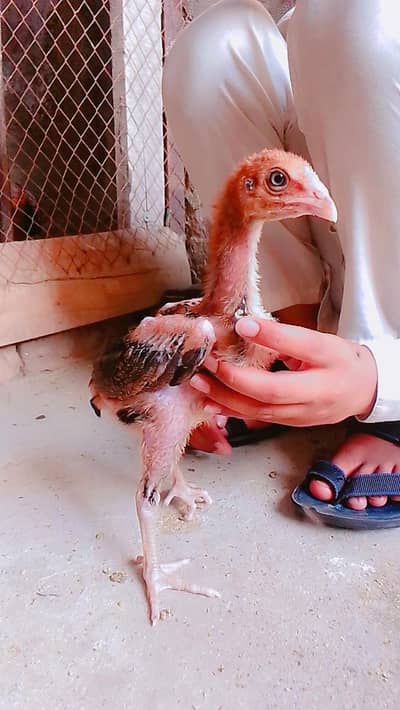 sindhi aseel chicks for sale age 2.5 month