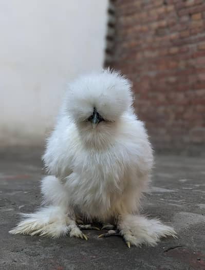 Silkie , Silky. pure Fertile Eggs [03224535024]
