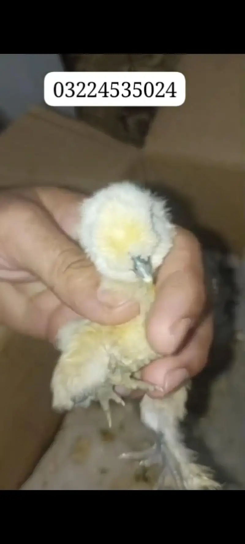 Silkie , Silky. pure Fertile Eggs [03224535024] — photo 4