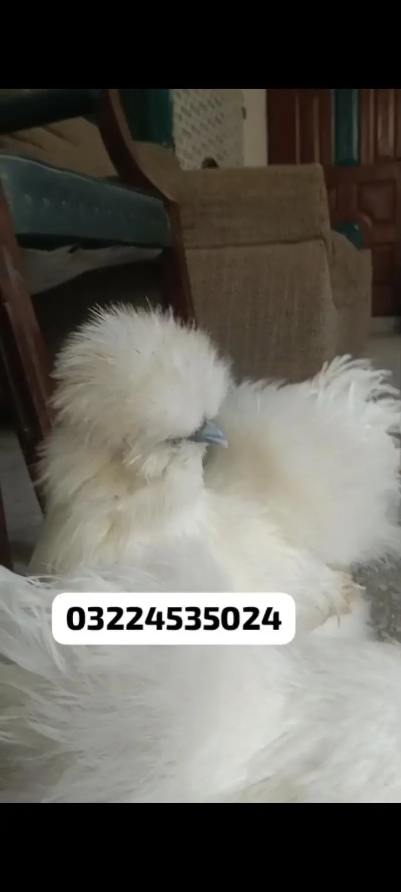 Silkie , Silky. pure Fertile Eggs [03224535024] — photo 6