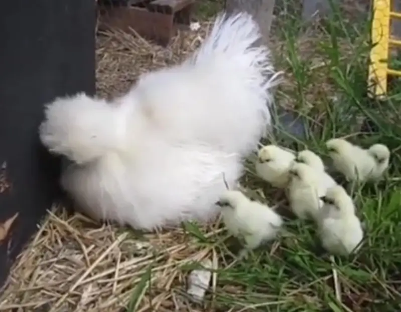 Silkie , Silky. pure Fertile Eggs [03224535024] — photo 7