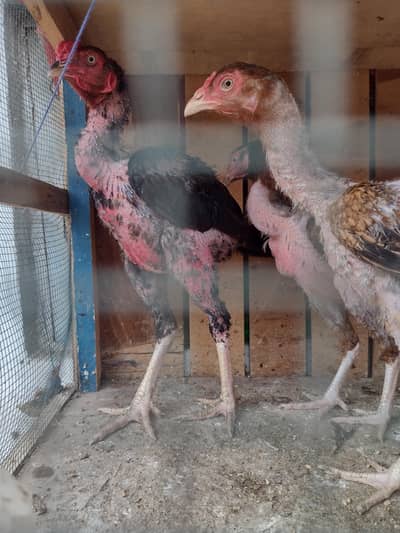 1 male 2 female