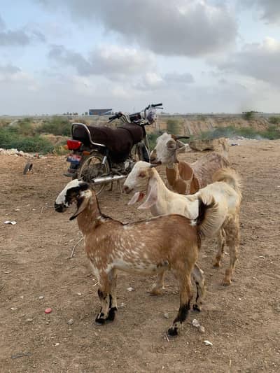 3 bakri gabban 2 kid 1 bakri kidz 1 Bakra Kidz total 5 pes