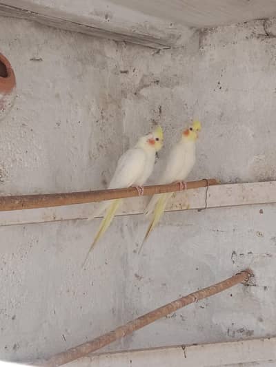cocktail 2 piece sale in Rawalpindi kallar sayedan