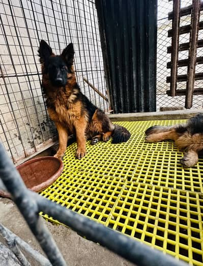 Plastic Flooring for Aseel,Goats, Dogs, and Pigeons Cages - 12x12 Size