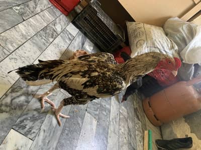 Aseel for sell urgent