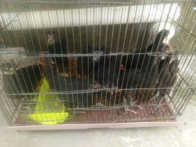 Australorp 1.5-2 months old chicks