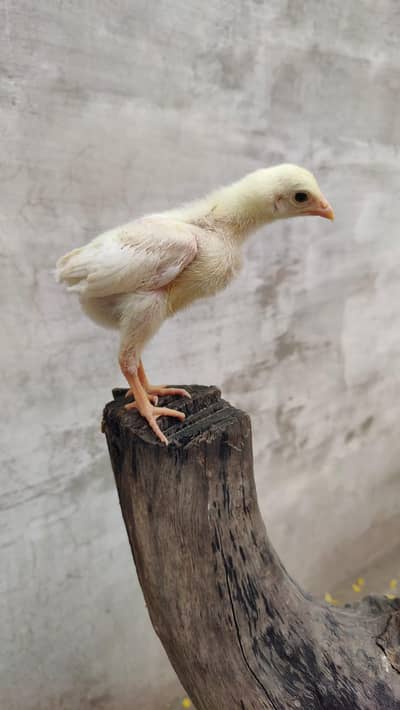 heera aseel chicks