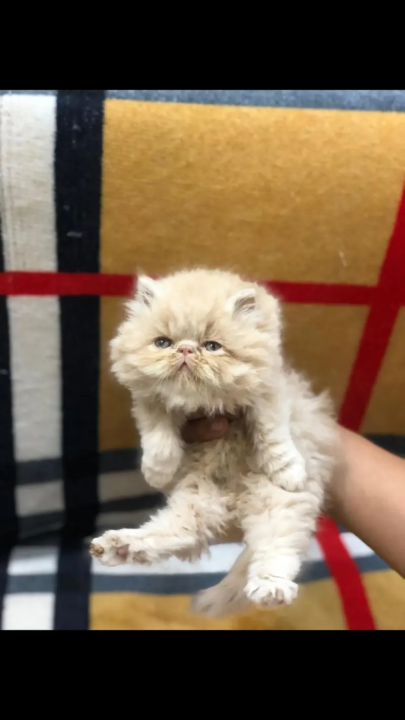 Peki Face / Piki Male cat / Pike Male cat Availible — photo 2