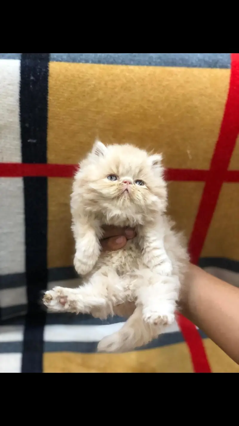 Peki Face / Piki Male cat / Pike Male cat Availible — photo 3