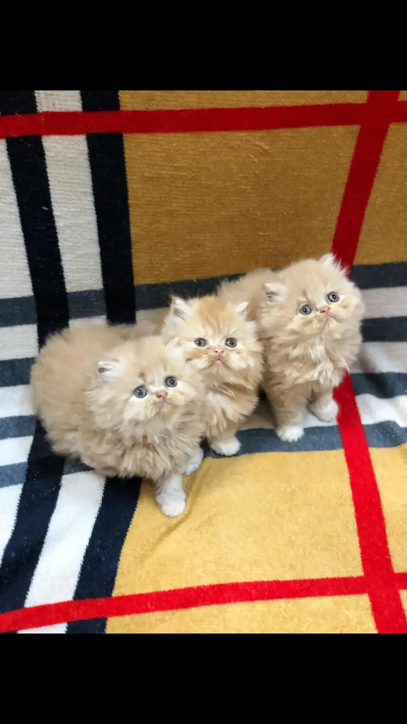 Peki Face / Piki Male cat / Pike Male cat Availible — photo 4