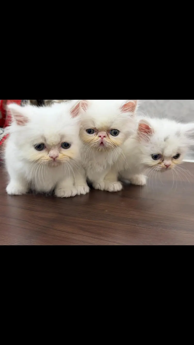 Peki Face / Piki Male cat / Pike Male cat Availible — photo 5