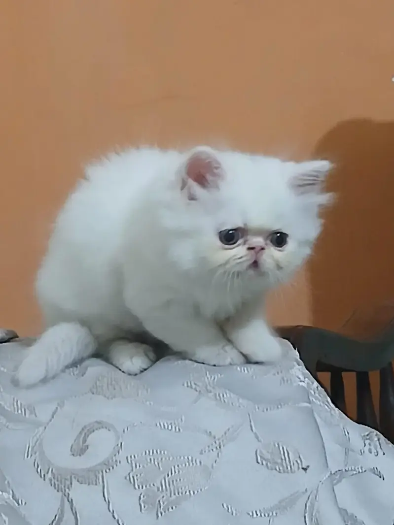 Peki Face / Piki Male cat / Pike Male cat Availible — photo 6