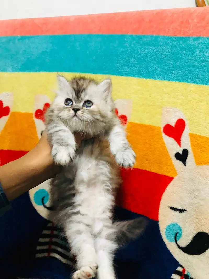Peki Face / Piki Male cat / Pike Male cat Availible — photo 7