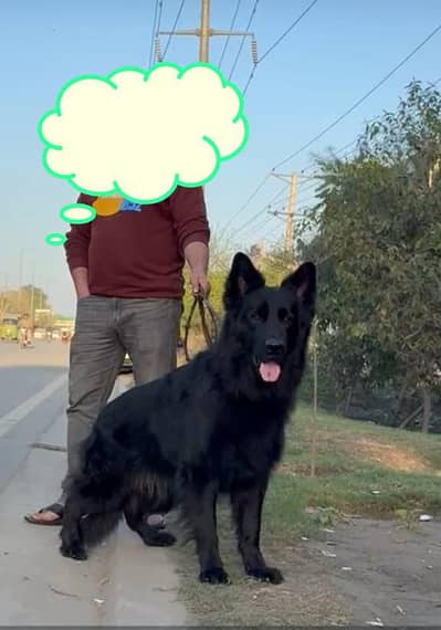 German shepherd puppies available