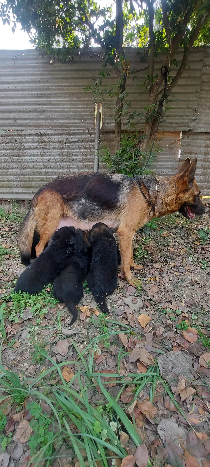 German shepherd puppies available — photo 2