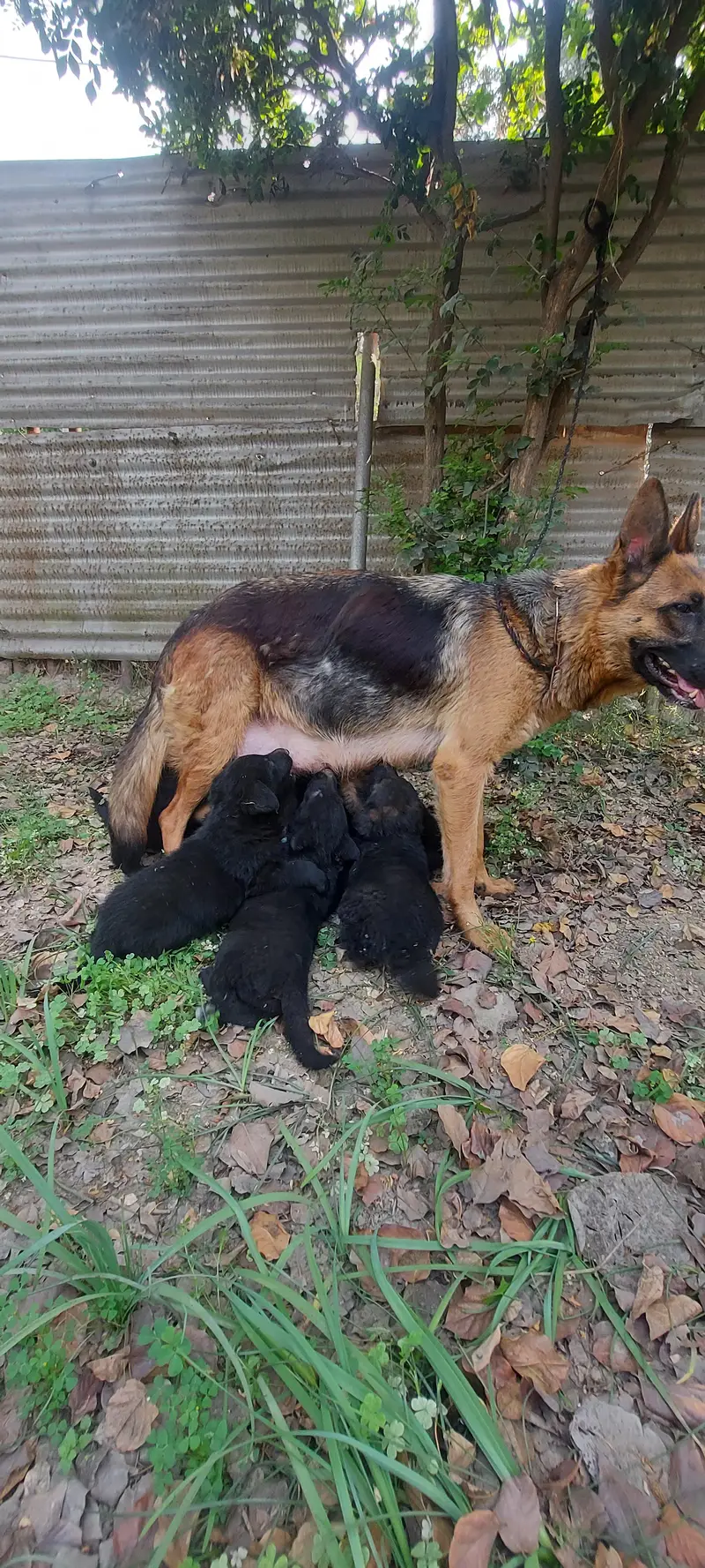 German shepherd puppies available — photo 3
