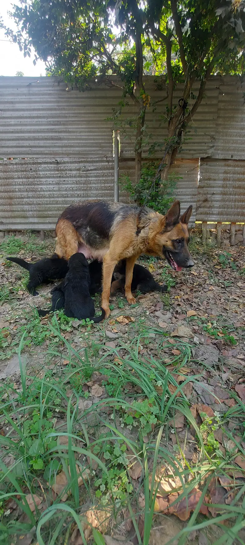 German shepherd puppies available — photo 4
