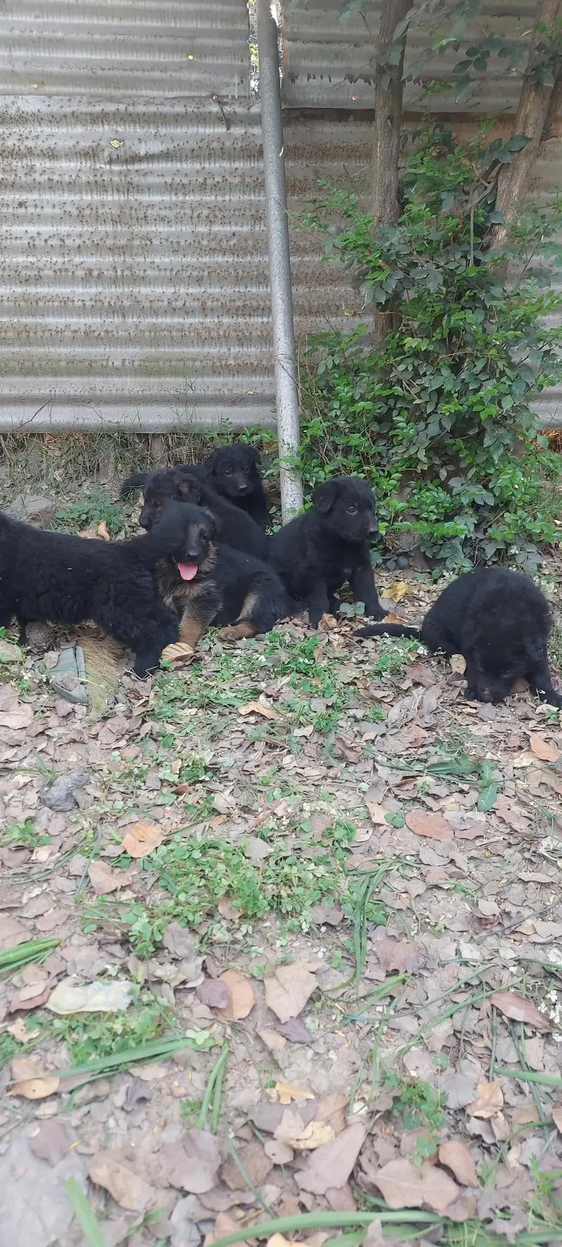 German shepherd puppies available — photo 5