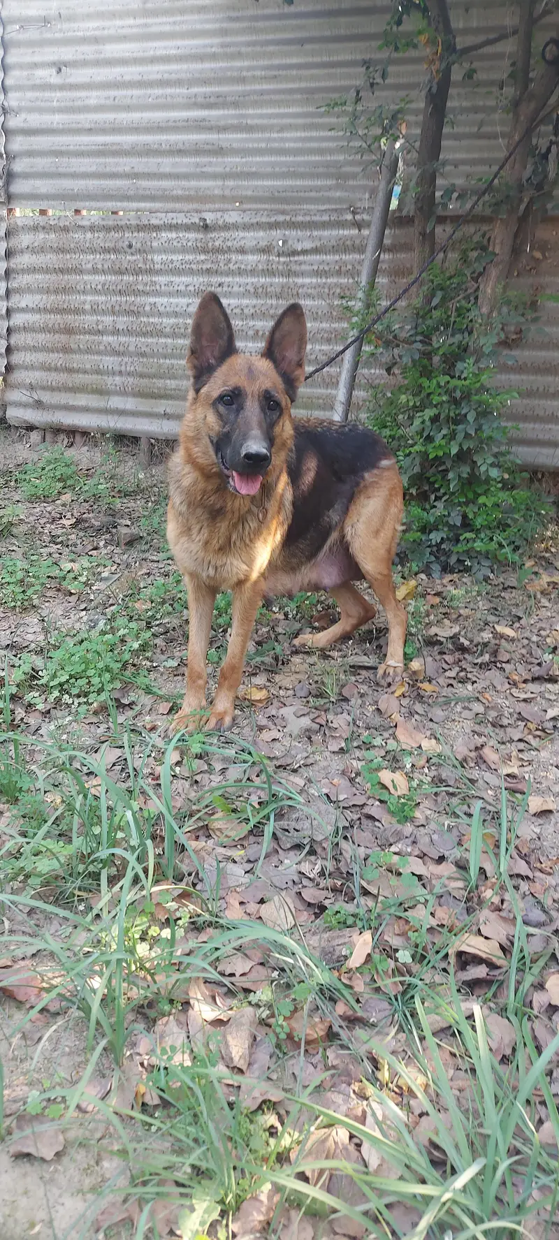 German shepherd puppies available — photo 6