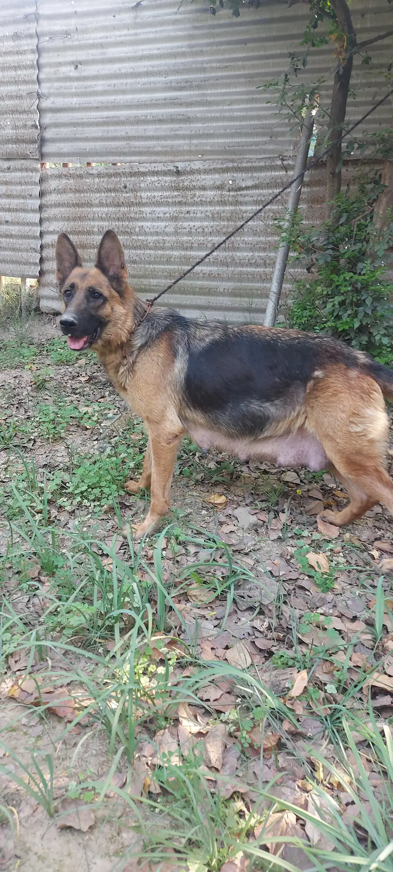 German shepherd puppies available — photo 7
