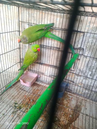 full breeder pair. . .