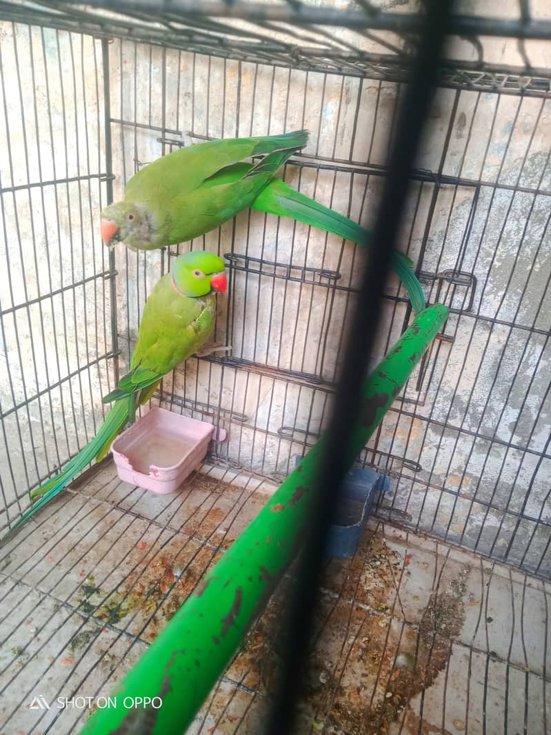 full breeder pair. . . 0