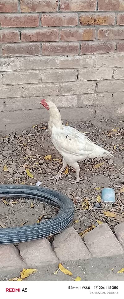 paper white murgi hai