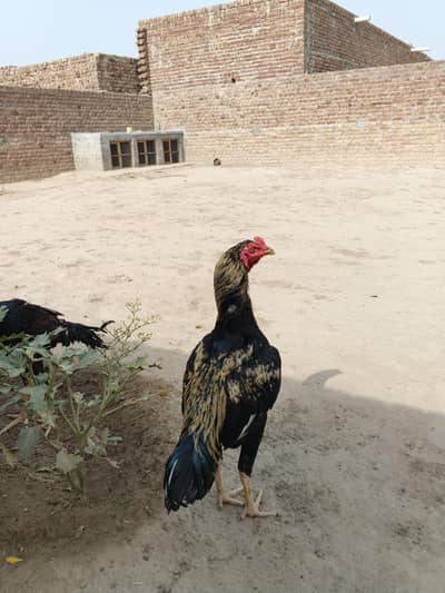 aseel jawa for sale long hight patha exchange with egg laying aseel hn