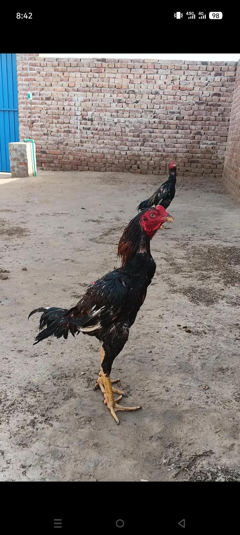 aseel jawa for sale long hight patha exchange with egg laying aseel hn — photo 2