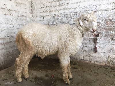 Mundara/Chatra/Sheep/Dhumba/Bakra/Bakri/Goat