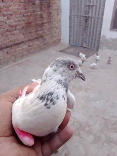 achi udan ha desi ha 03312882504