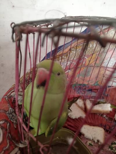 very nice parrot 