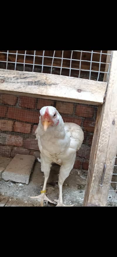 2 Heera female bara size ma kurak female