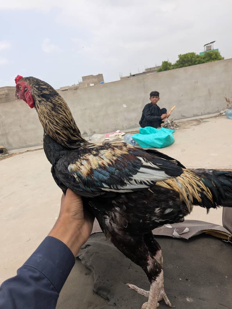 aseel kala java 0